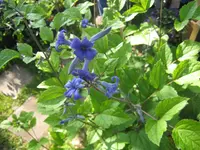 010.webp