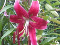 005.webp