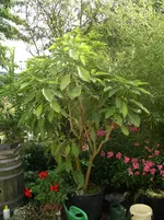 IMGP2926.webp