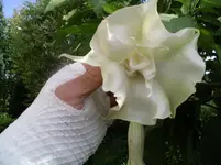 IMGP2925.webp