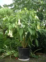 IMGP2924.webp