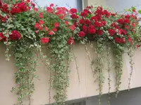 046.webp