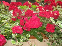 049.webp
