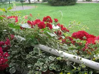 058.webp