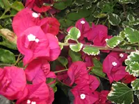 056.webp