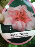 IMGP2927.webp