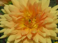 020.webp