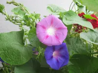 054.webp