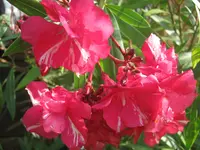 003.webp