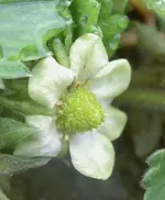 Erdbeerbluete 1. v.webp
