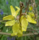 Forsythienblueten (2) v.webp