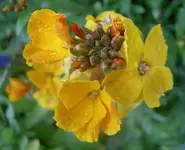 August 2009 627 v.webp