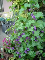 Malve_mauretania.webp