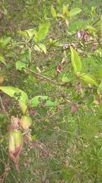 IMG-20170510-WA0003.webp