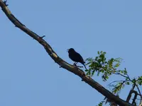 P1010310.webp