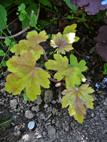 P1130635.webp