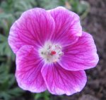 geranium elke Mai 2017.jpg