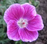 geranium elke Mai 2017.webp