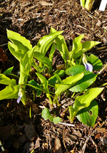 P1130641.webp
