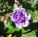 geranium himalayense plenum Mai 2017.jpg