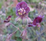 geranium samobor Mai 2017.jpg