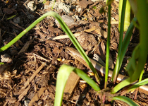 P1130647.webp