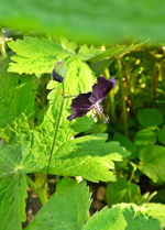P1130628.webp