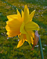 P1130657.webp