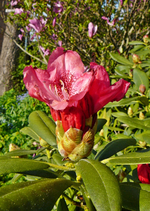 P1130644.JPG