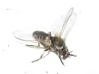 Kriebelmücke.webp