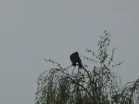 P1010215.webp