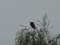 P1010220.webp