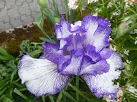 P1010379.webp