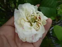 P1010161.webp