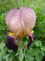 P1010131.webp