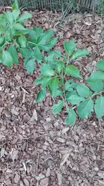 IMG_20170511_183513.webp