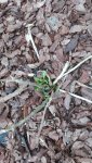 IMG_20170511_183519.jpg