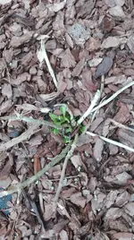IMG_20170511_183519.webp
