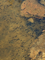 Erdkröten_Quappen_Sonnenbad_700.webp