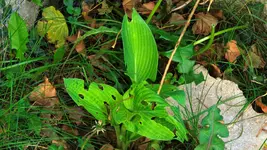 hosta.old.glory_0010.jpg