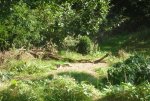 Gartenrotschwanz 01.JPG