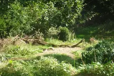 Gartenrotschwanz 01.webp