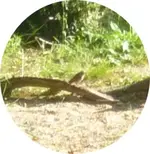 Gartenrotschwanz 03.webp