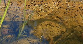 Erdkröten_Kaulquappen2_640.webp