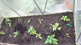 IMG-20170512-WA0001.jpg