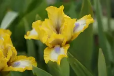 Chargold (oder Easter).JPG