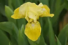 Golden Head.webp