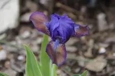 Plum Lucky.webp