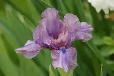 Smgl Biene.webp