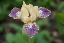 Smgl Biene1.webp